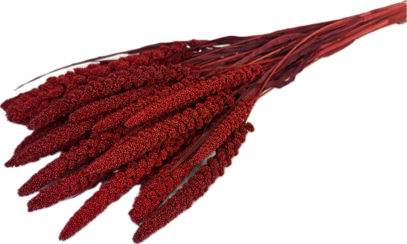 Setária sušená vínová (Setaria Italica), zväzok - Balenie: 150g