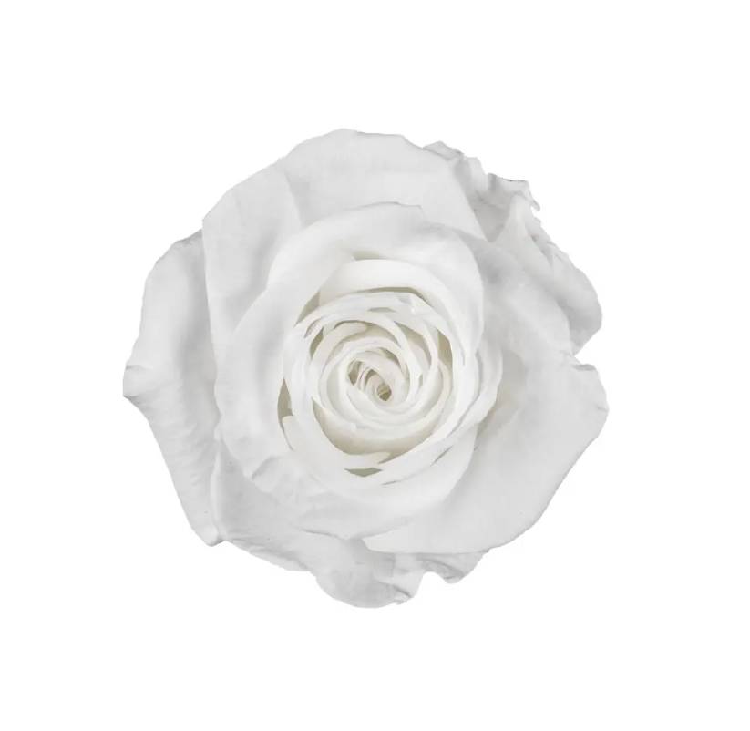 Stabilizovaná růže Rose Amor  M+ bílá (hlava)