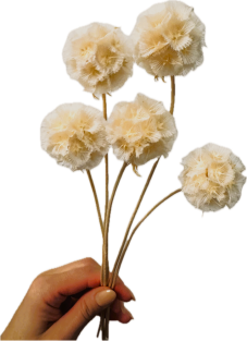 Sušená Scabiosa bielená/smotanová