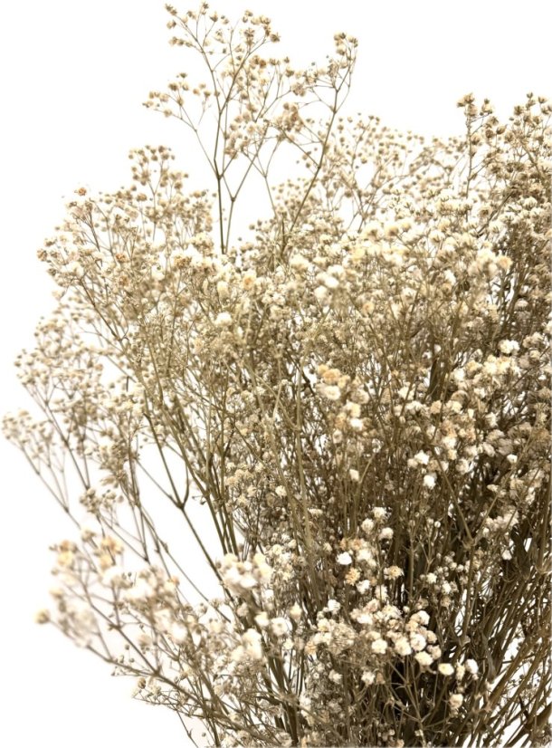 Nevěstin závoj/stabilizovaná Gypsophila zväzok/kytica prýrodná champagne - Balenie: 90g-95g