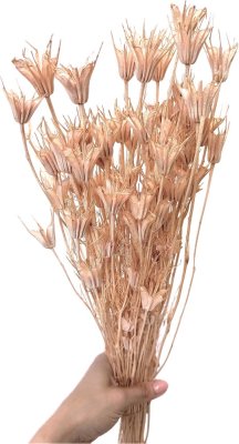 Sušená Nigella Oriental sepia rose svazek/kytice