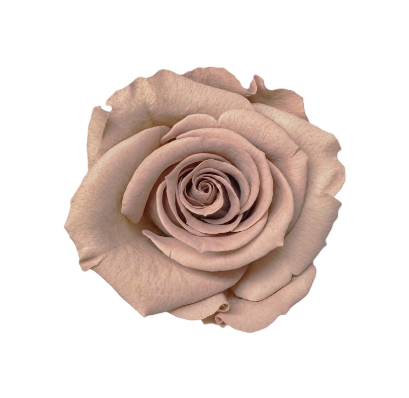 Stabilizovaná růže Rose Amor  M+ cappuccino (hlava)