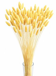 Sušený lagurus (králičí ocásek) pastelově žlutý