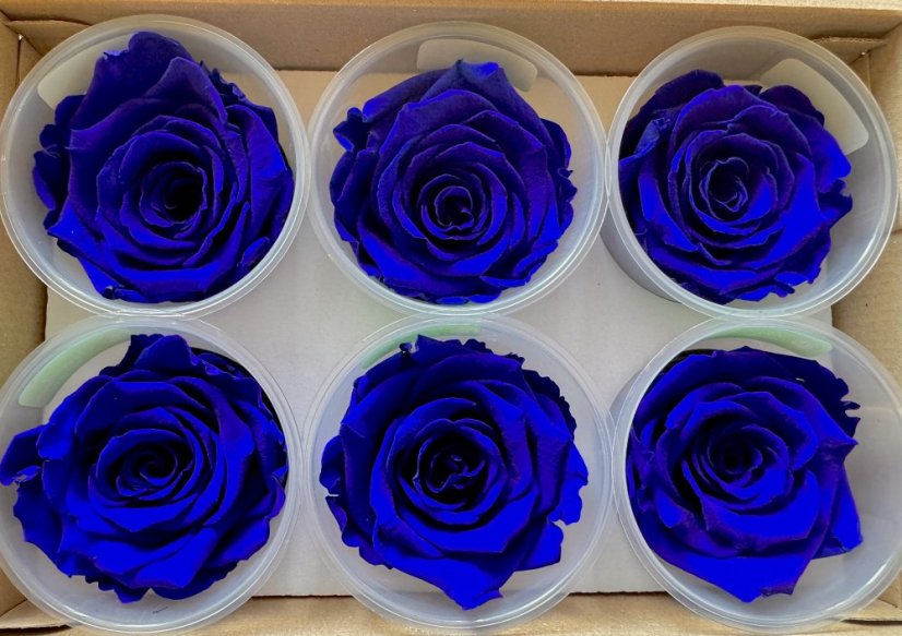 Stabilizovaná ruža Rose Amor XL vyrazná tmavo modrá  / indigo blue (hlava)