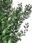 Stabilizovaný ruskus (ruscus) kytica/zväzok zelený vetvičiek