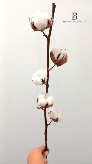 Sušený bavlník větvička 5 květů