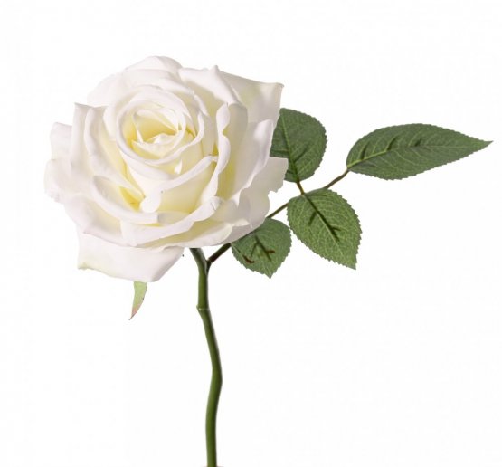 Ruža biela 'de luxe' Ø 12cm, 30cm