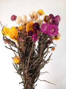 Helichrysum, slamienka mix barev, zväzok