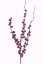 Bobule meruzalka větvička bordó, jako opravdová, detailní zpracování, 66cm