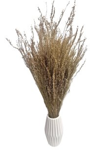 Sušená travina Star Grass přírodní 60cm, svazek