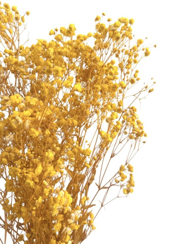 Nevěstin závoj/stabilizovaná Gypsophila svazek/kytice SYTĚ ŽLUTÁ - Balení: 100g