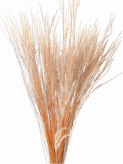 Sušená tráva FineGrass prírodná 60cm, zväzok