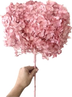 Stabilizovaná hortenzie CABEZA starorůžová XL