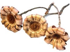 Sušená PROTEA ARROTOLATA CURLY balenie