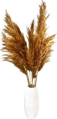 Sušená pampová tráva (pampas)  hořčicová 10ks, 50-60cm