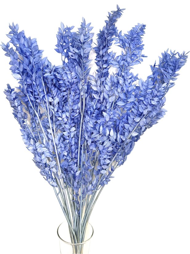 Stabilizovaný ruskus (ruscus) kytica/zväzok nezábudková modrá