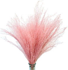 Miscanthus (Ozdobnice čínská) růžová, sušená travina svazek
