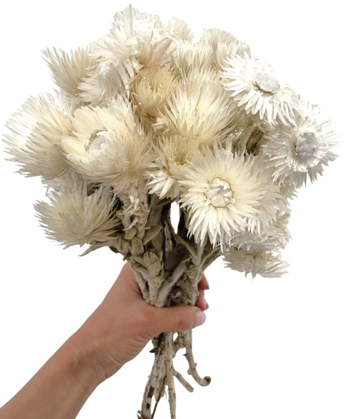 Helichrysum vestitum, slamienka biela, zväzok - Balenie: 45g