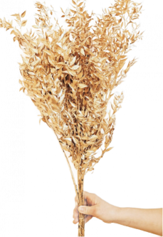 Stabilizovaný ruskus (ruscus) kytica/zväzok zlatý