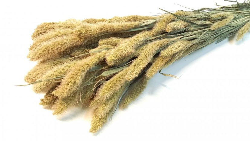 Setárie sušená přírodní zelená, svazek - Balení: 150g