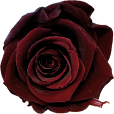 Stabilizovaná růže KIARA XL vínová/bordó (hlava)