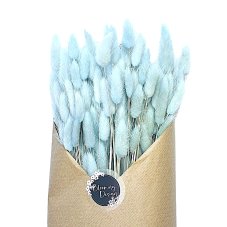 Sušený lagurus (králičí ocásek) baby blue