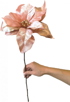 Vánoční hvězda z kolekce 'Glamour' nude, 1 květ (Ø 23 cm), 55 cm