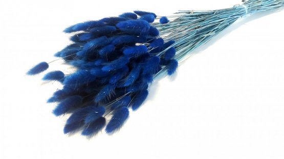 Sušený lagurus (králičí ocásek) tmavě modrý NAVY