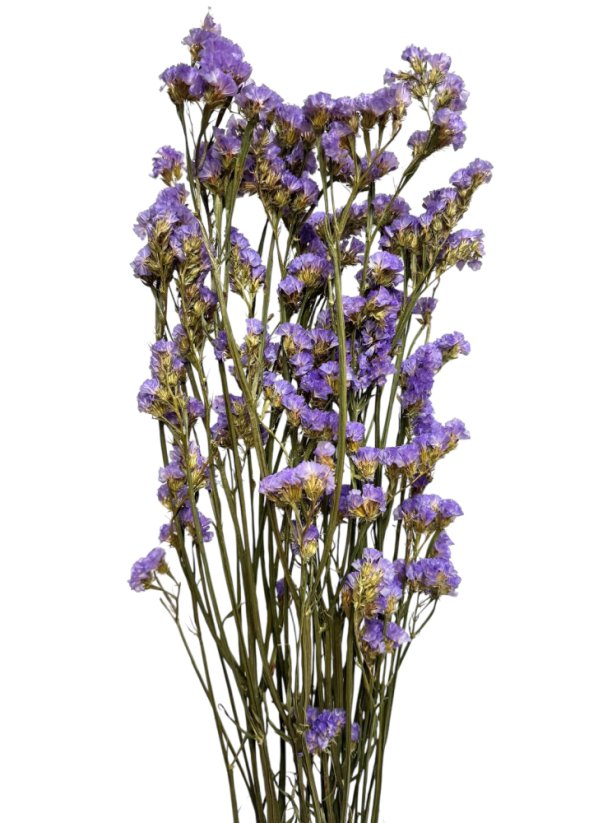 Statice sušená fialová 75cm svazek/kytice 50g