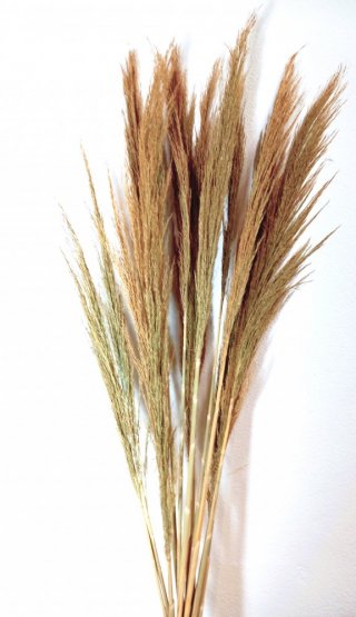 Sušená tráva (pampas) Cana Plumosa  prírodná zväzok 10ks, 80-90cm