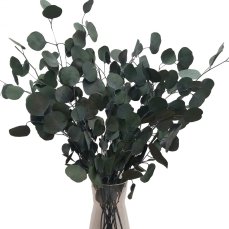 Stabilizovaný eukalyptus populus, kytice/svazek zelených větviček