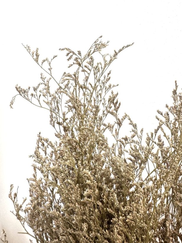 Limonium/Limonka sušená prírodná zväzok - Balenie: 100g
