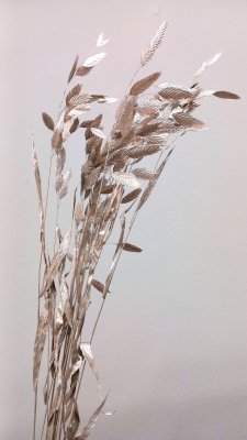 Sušený plochoklásek (Chasmanthium) svazek rose gold