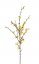 Zlatý dážď vetvička, 41 kvetov, 88cm