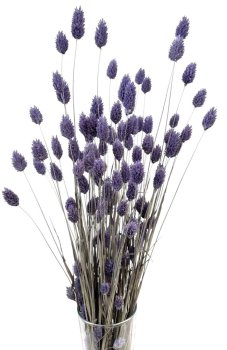 Sušený phalaris kytica / zväzok FIALOVÝ / LEVANDUĽVÝ