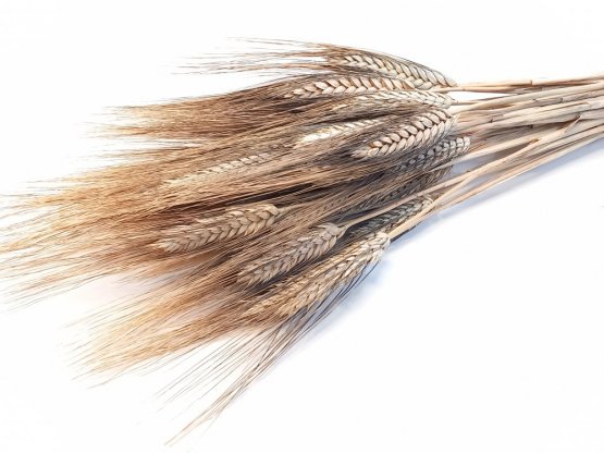 Sušená pšenice vousatá béžová svazek