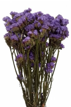 Statica stabilizovaná fialová 75cm zväzok/kytica 50g
