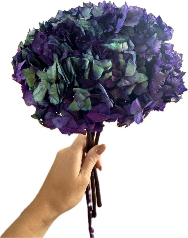 Stabilizovaná hortenzie fialová svazek