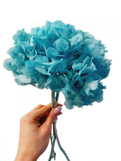 Stabilizovaná hortenzia celeste blue MEDIUM +/-20cm