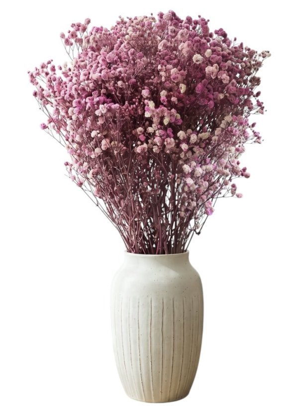 Nevěstin závoj/stabilizovaná Gypsophila svazek/kytice RŮŽOVOFIALOVÁ ŽÍHANÁ - Balení: 100g