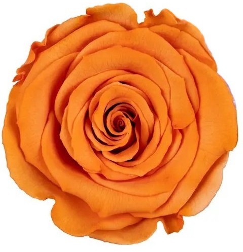 Stabilizovaná růže Rose Amor XL oranžová (hlava)