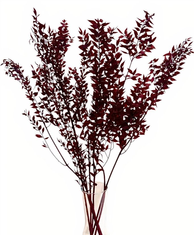 Stabilizovaný ruskus (ruscus) kytica/zväzok BURGUNDY vinová - Balenie: 60g