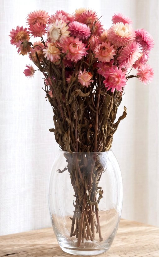 Helichrysum, slaměnka růžová/fuchsiová - Balení: 150g