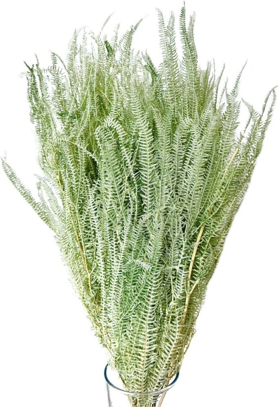 Stabilizovaná kapradina světlá mentolová svazek 60-80cm - Balení: 50g