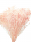 Sušený Broom Bloom svetlo ružový, kytica/zväzok od 50g