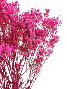 Nevěstin závoj/stabilizovaná Gypsophila svazek/kytice CYKLÁMOVÁ