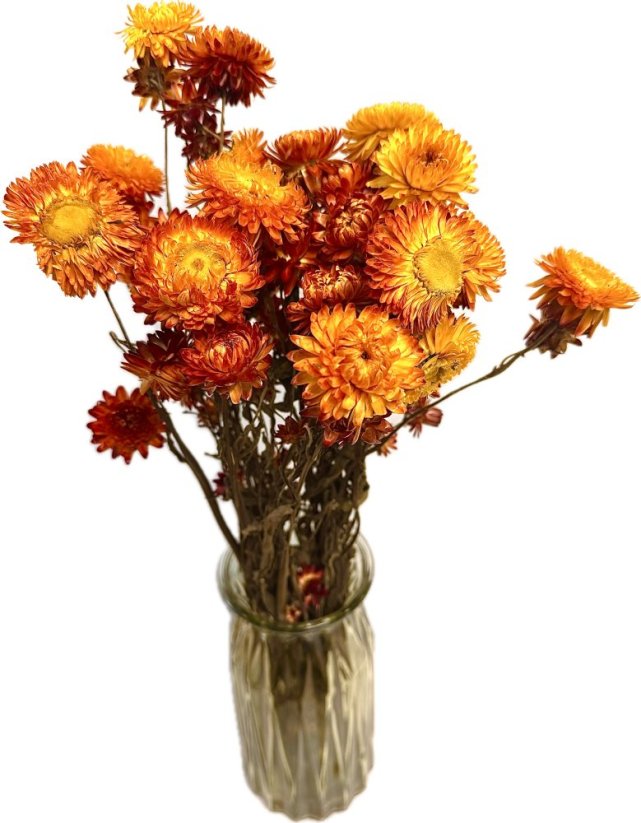 Helichrysum/slamienka oranžová/vinová/žlutá, zväzok - Balenie: 100g