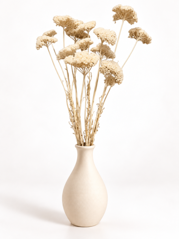 Stabilizovaný rebríček (Achillea) bielený zväzok/kytica 5ks