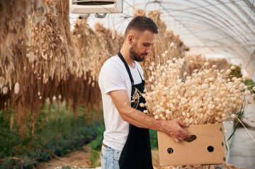 Příběh našich sušených květin začíná pod teplým jižním sluncem
