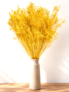 Sušený Broom Bloom žlutý, kytice/svazek